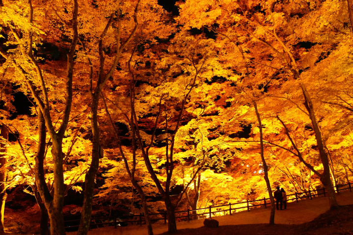 【11月限定 】名古屋から直行　日本の秋 香嵐渓紅葉 満喫の旅！