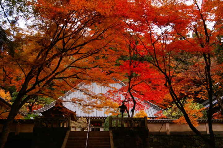 【11月限定 】名古屋から直行 日本の秋 香嵐渓紅葉 満喫の旅!